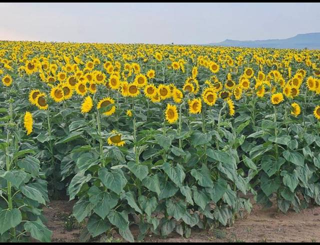 FARM FOR SALE IN BETHLEHEM RURAL